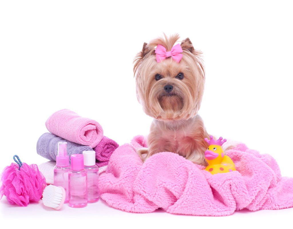 <p>A pawlished pooch makes a confident</p>

<p>happy, and health pooch.</p>
