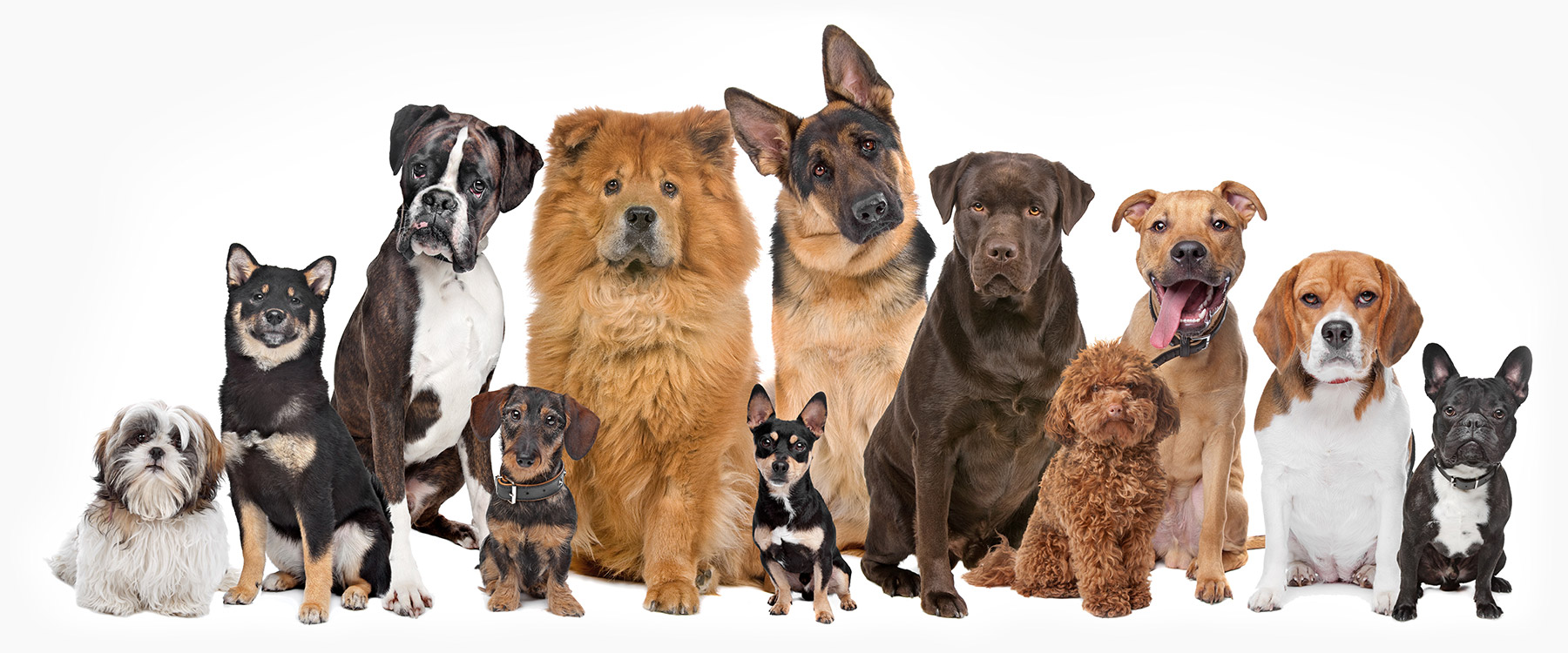 <p> A pawlished pooch comes in </p>

<p>all shapes and sizes.</p>
